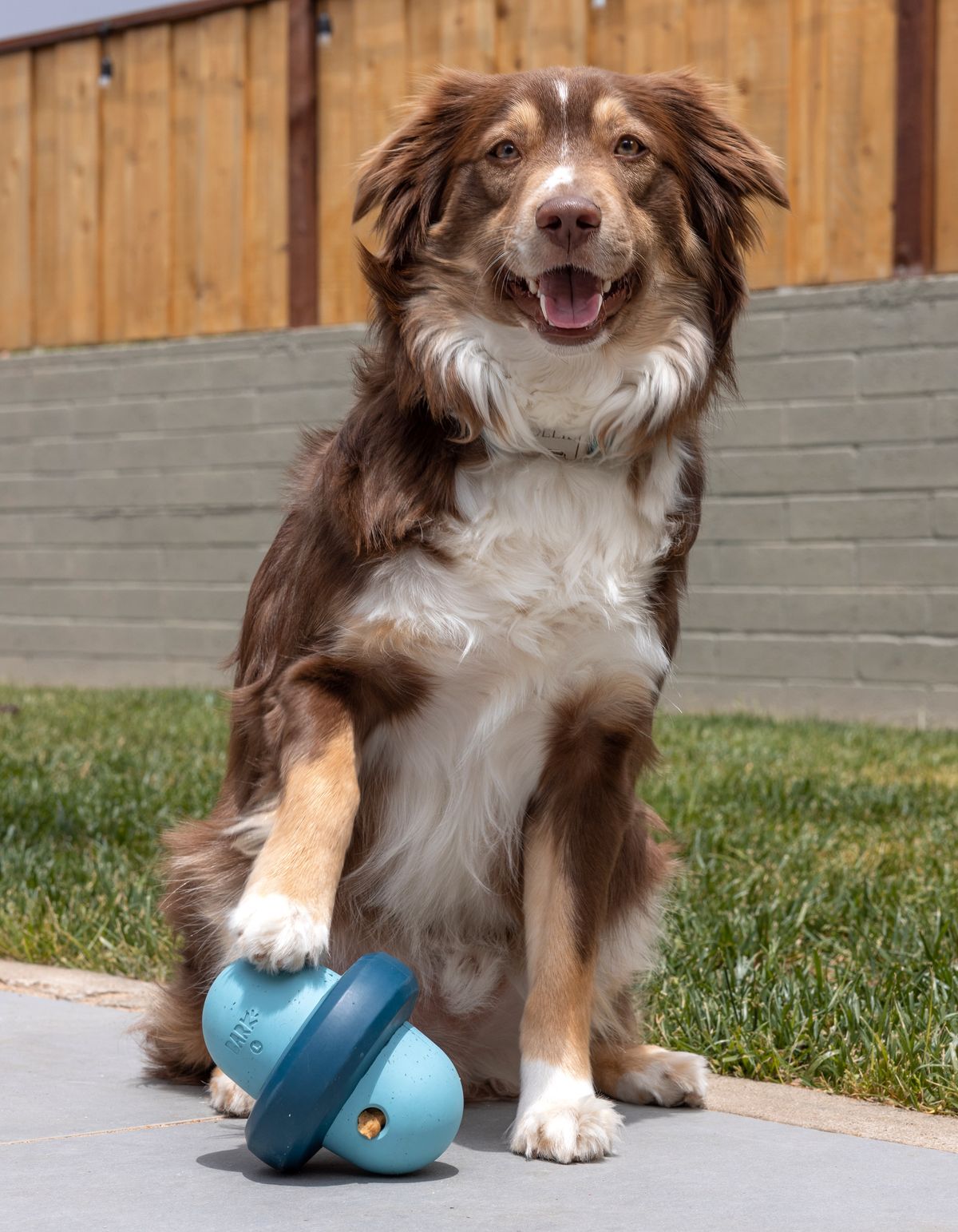Pets, photo 14 by Joey Converse